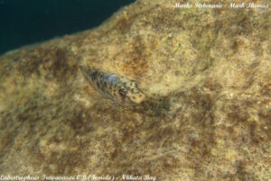 Labeotropheus trewavasae 'Nkhata Bay'